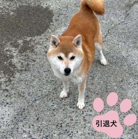 柴犬