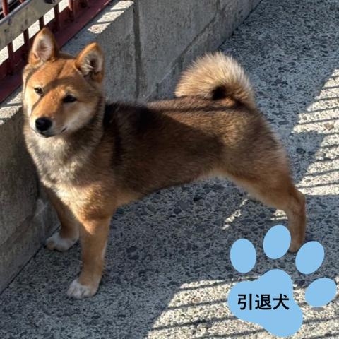 豆柴