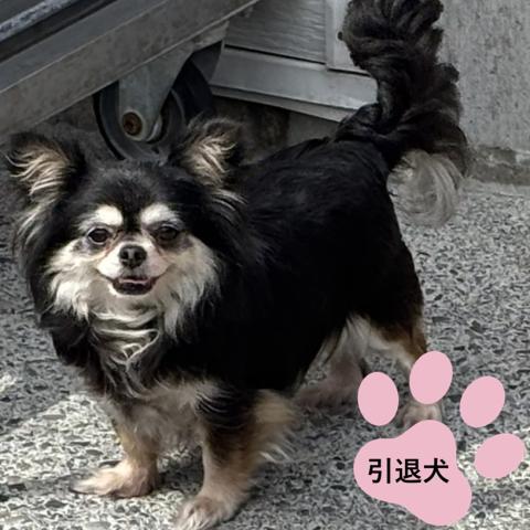 チワワ